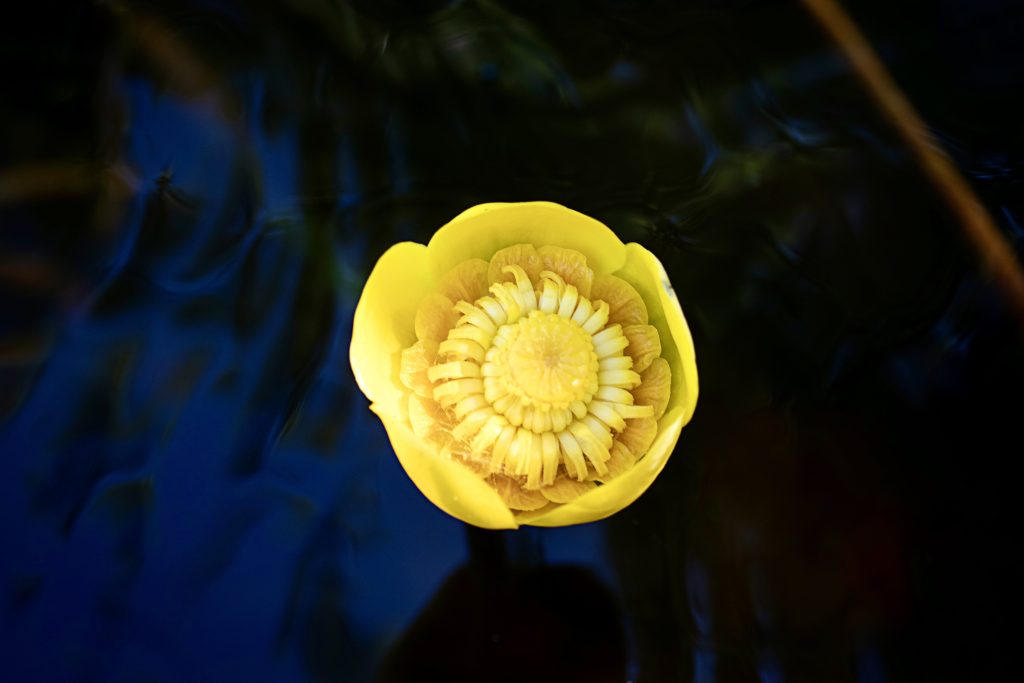 Kuva ulpukan kukinnosta